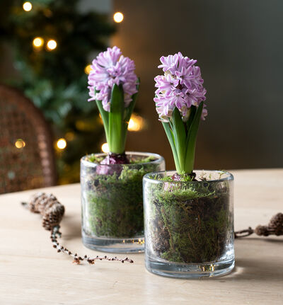 Lilla svibel Lilla svibel